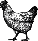 Poule