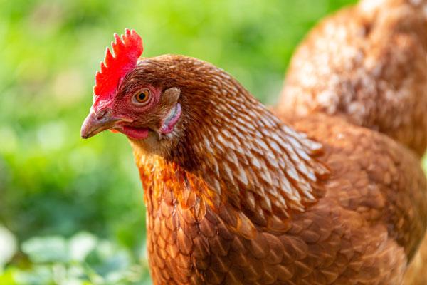 poulet cou nu roux