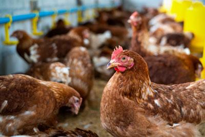 poulet rouge