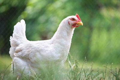 poulet blanc