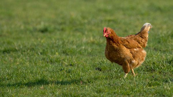 poules pondeuses près de Seine-et-Marne 