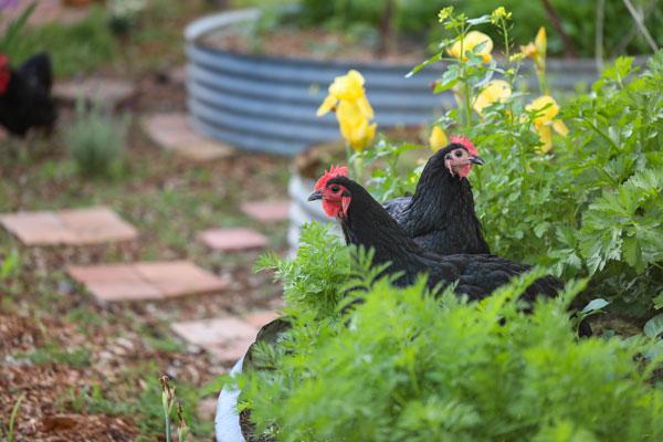 poule noire