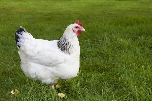 poule sussex