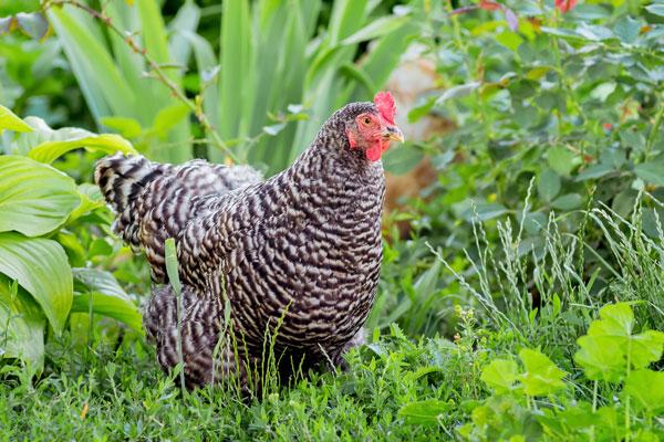 poule coucou