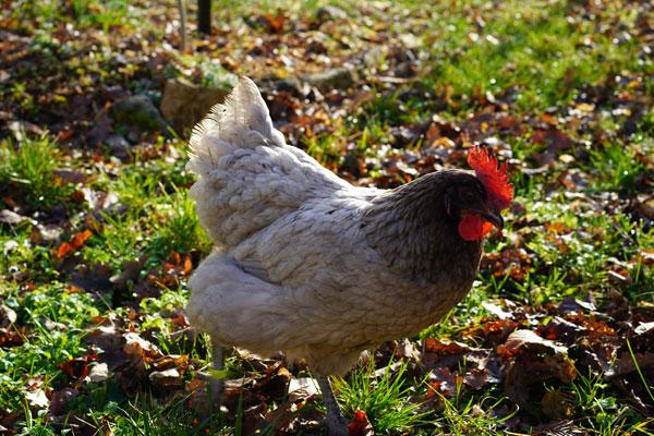 poule cendree