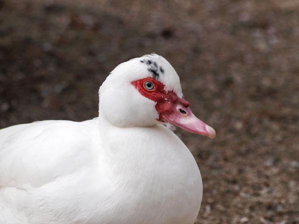 canard près de Seine-et-Marne 