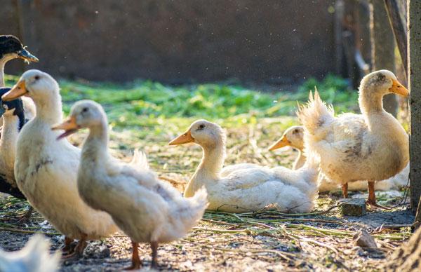 volailles démarrées près de Seine-et-Marne 