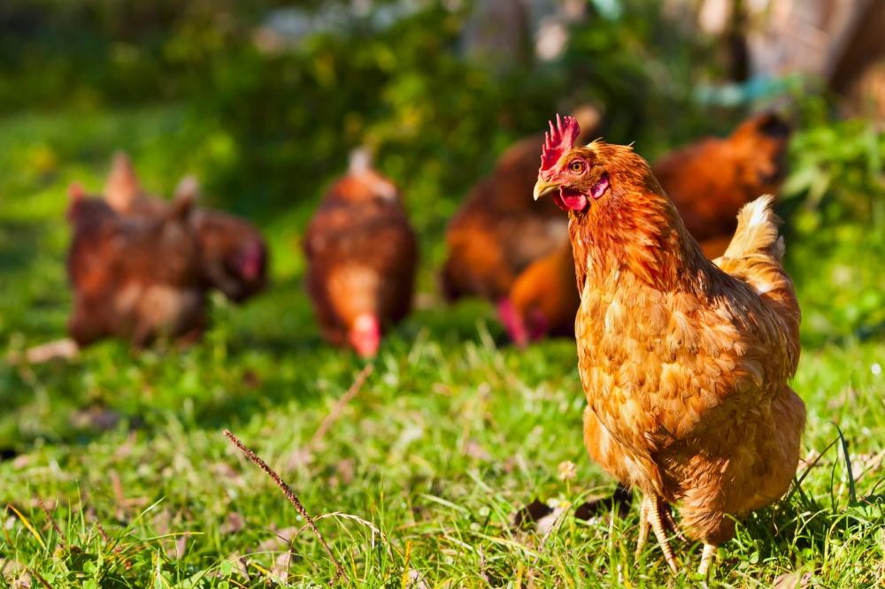 poulet